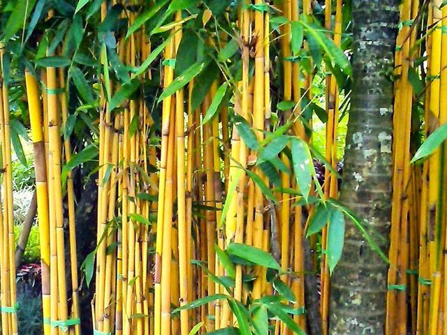a 3 - Misteri Bambu Pengikat Asmara, Konon Tumbuh dari Tusuk Sate
